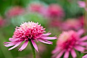 Echinacea Southern Belle