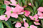 Cornus florida rubra