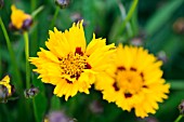 Coreopsis grandiflora Sunfire