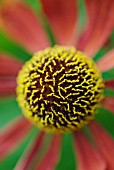 HELENIUM COPPELIA