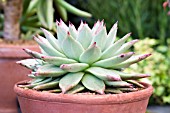 Echeveria agavoides Maria