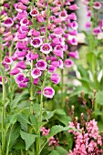 Digitalis purpurea Dalmatian Rose