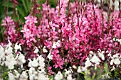 Gaura lindheimeri Gaudros