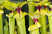 Sarracenia flava var rugelii