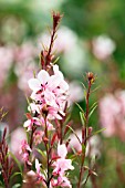 Gaura lindheimeri Passionate Blush