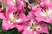 Lilium Brusago