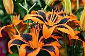 Lilium Allen