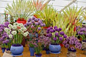 Assorted Allium display