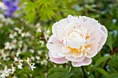 Paeonia lactiflora Vogue