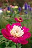 Paeonia lactiflora White Cap