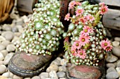 Sempervivums growing in boots