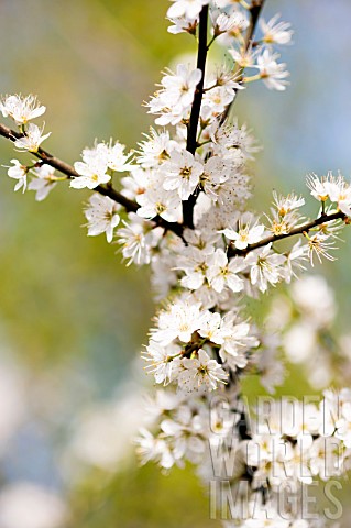 Prunus_spinosa