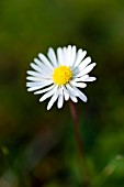 Bellis perennis