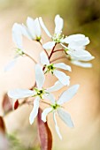 Amelanchier