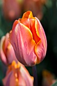 Tulipa Princess Irene