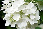 HYDRANGEA PANICULATA WHITE MOTH