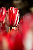 Tulipa Union Jack