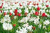 Narcissus Thalia with Tulipa Apeldoorn