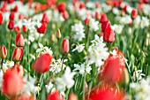 Narcissus Thalia with Tulipa Apeldoorn