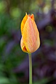 Tulipa ‘Rhapsody of Smile’