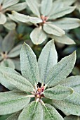 RHODODENDRON PSEUDOCHRYSANTHUM BUDS