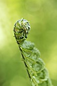 Unfurling frond