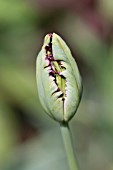 Tulipa Black Parrot