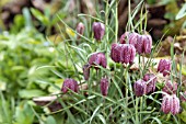 Fritillaria meleagris