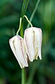 Fritillaria meleagris Alba