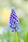 Muscari armeniacum