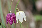 Fritillaria meleagris