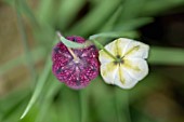 Fritillaria meleagris