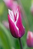 Tulipa Ballade