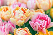 Pastel double Tulips