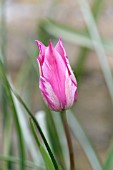 Tulipa