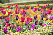 MIXED PLANTING WITH TULIPS AND ERYSIMUM