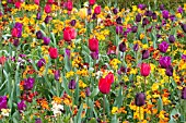 MIXED PLANTING WITH TULIPS AND ERYSIMUM