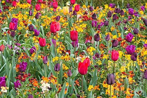 MIXED_PLANTING_WITH_TULIPS_AND_ERYSIMUM