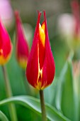 Tulipa Aladdin