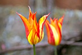 Tulipa Ballerina