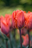 Tulipa Prinses Irene