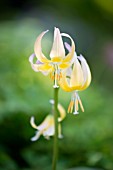 Erythronium Joanna