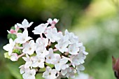 Hyacinthoides hispanica Alba