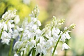 Hyacinthoides hispanica Alba