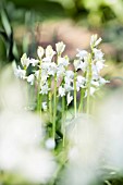 Hyacinthoides hispanica Alba