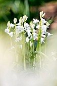 Hyacinthoides hispanica Alba