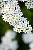 Spiraea Arguta