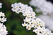 Spiraea Arguta