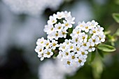 Spiraea Arguta