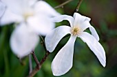 Magnolia salicifolia Wadas Memory
